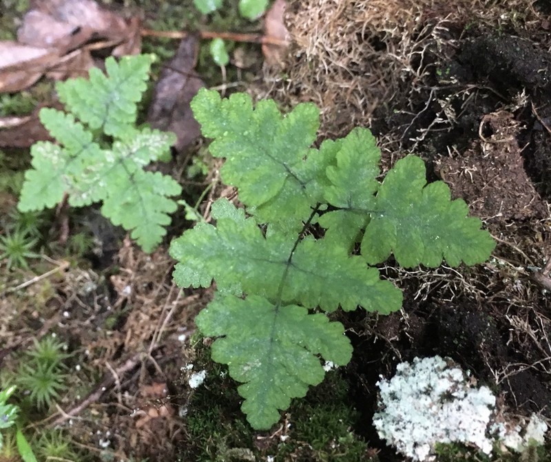 Appalachian Oakfern photo 4