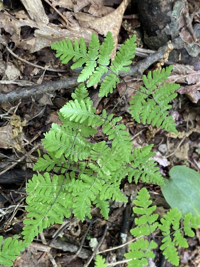 Appalachian Oakfern photo 5
