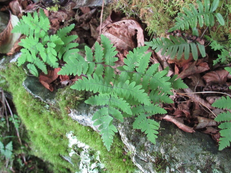 Appalachian Oakfern photo 6