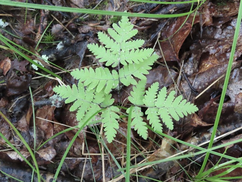 Appalachian Oakfern photo 7