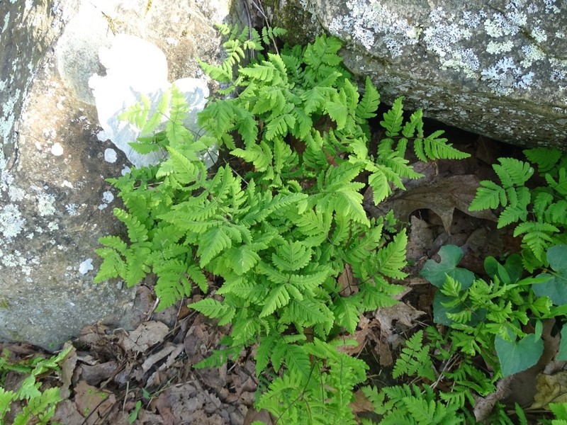 Appalachian Oakfern photo 8