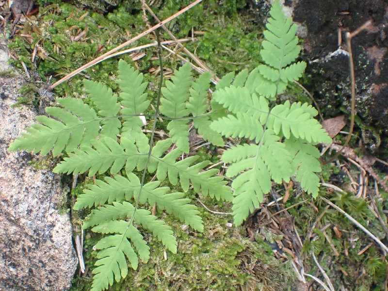 Gymnocarpium continentale