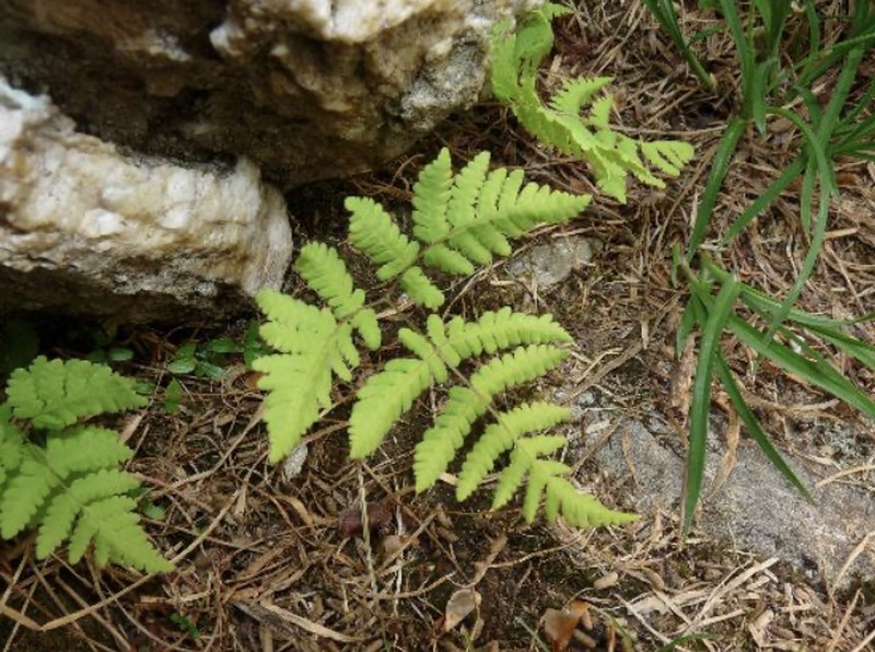 Gymnocarpium continentale photo 2