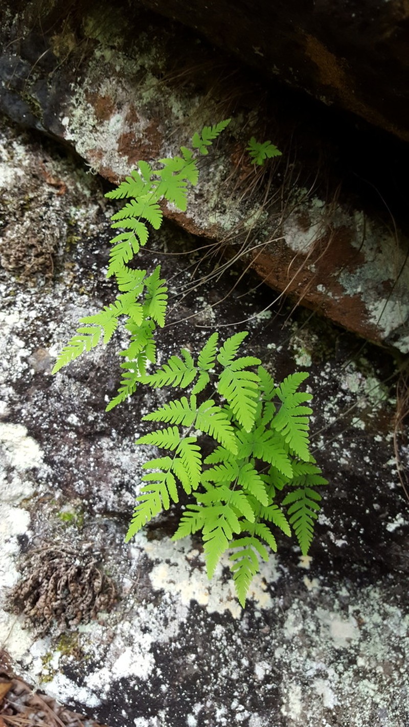 Gymnocarpium continentale photo 3