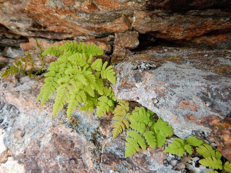 Gymnocarpium continentale photo 4