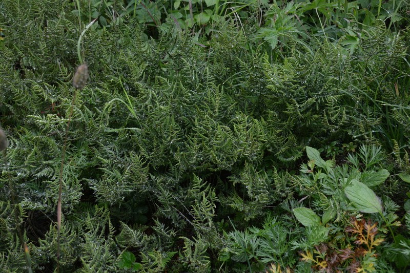Gymnocarpium continentale photo 5