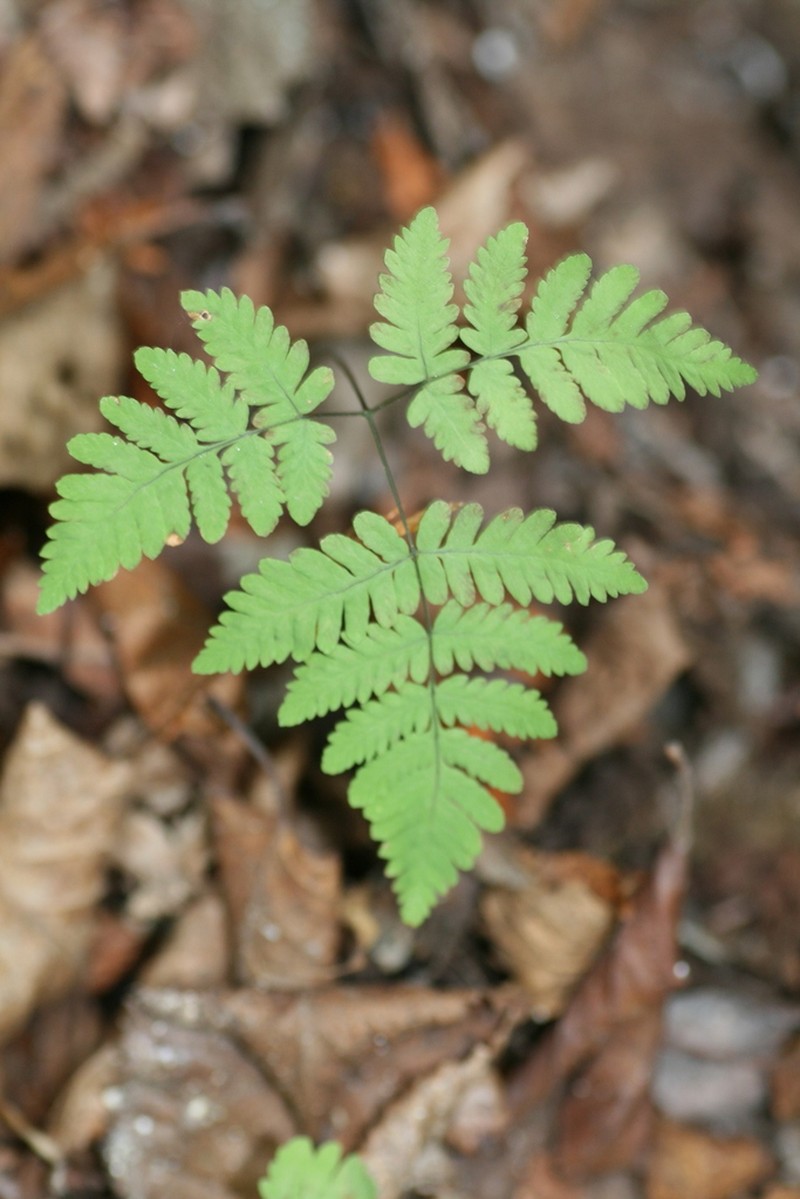 Gymnocarpium continentale photo 6