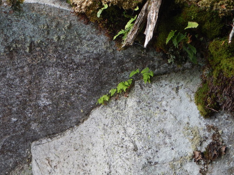 Gymnocarpium continentale photo 7