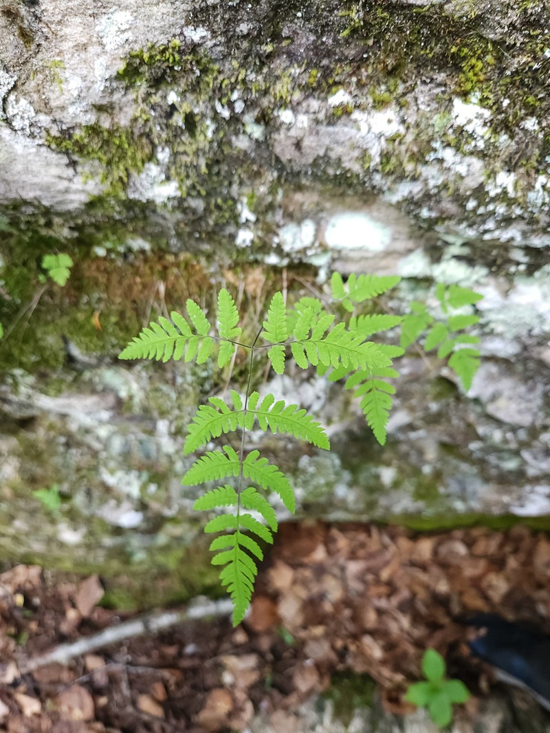 Gymnocarpium continentale photo 8