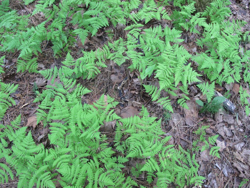 Pacific Oakfern photo 2
