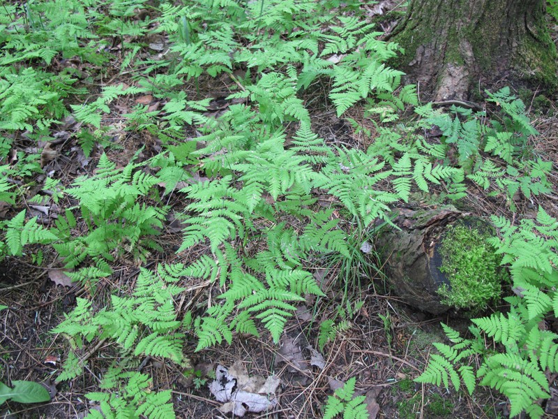 Pacific Oakfern photo 3
