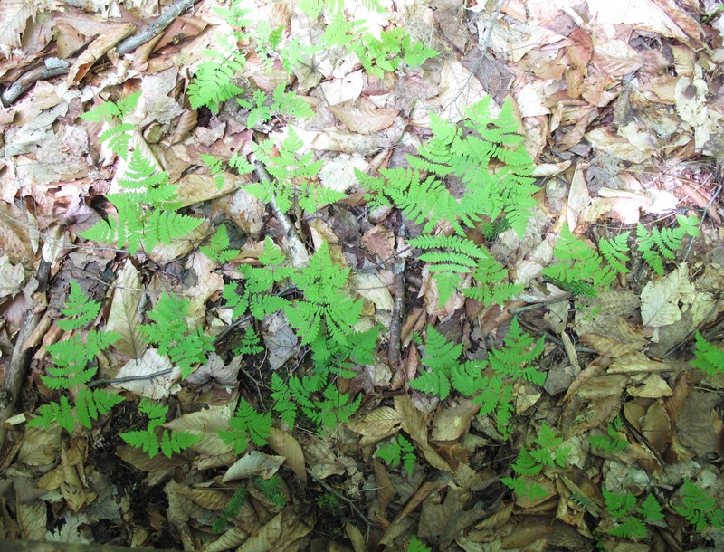 Pacific Oakfern photo 4