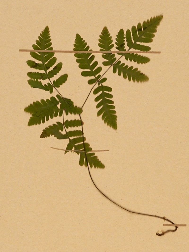 Pacific Oakfern photo 5