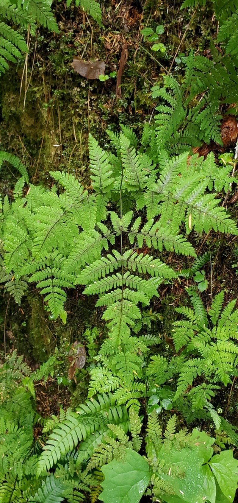 Pacific Oakfern