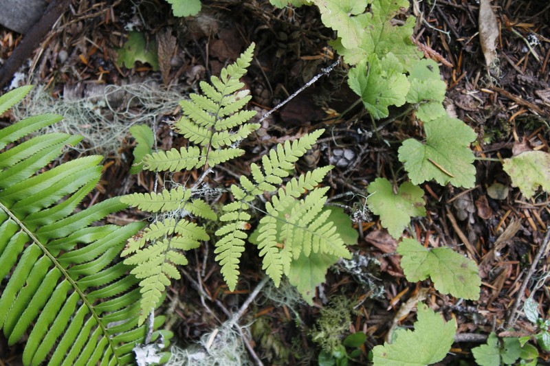 Pacific Oakfern photo 2