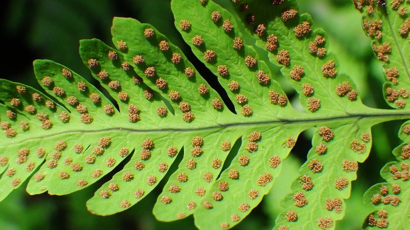 Pacific Oakfern photo 3