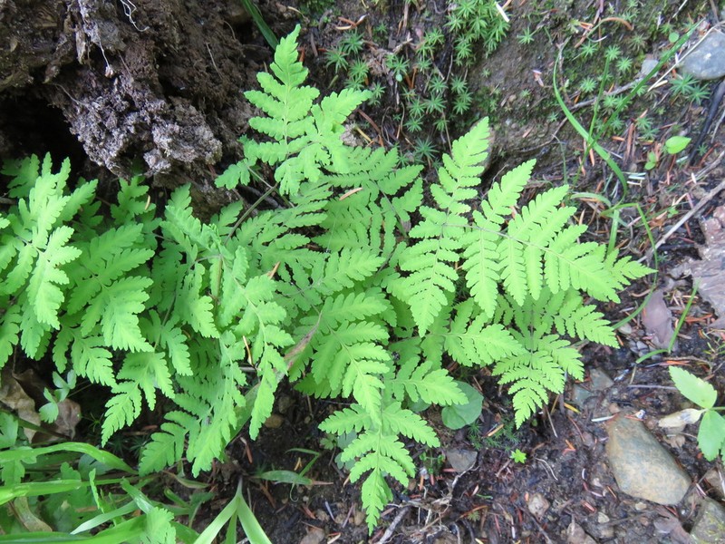 Pacific Oakfern photo 4