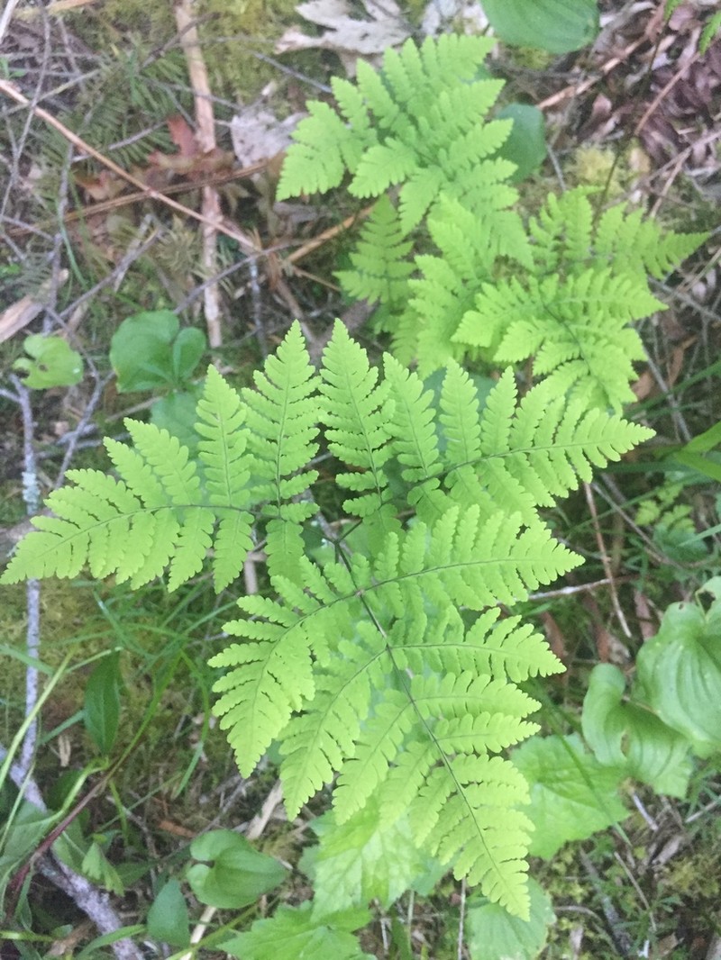Pacific Oakfern photo 5