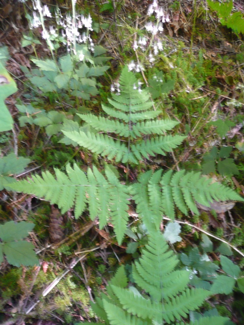 Pacific Oakfern photo 6