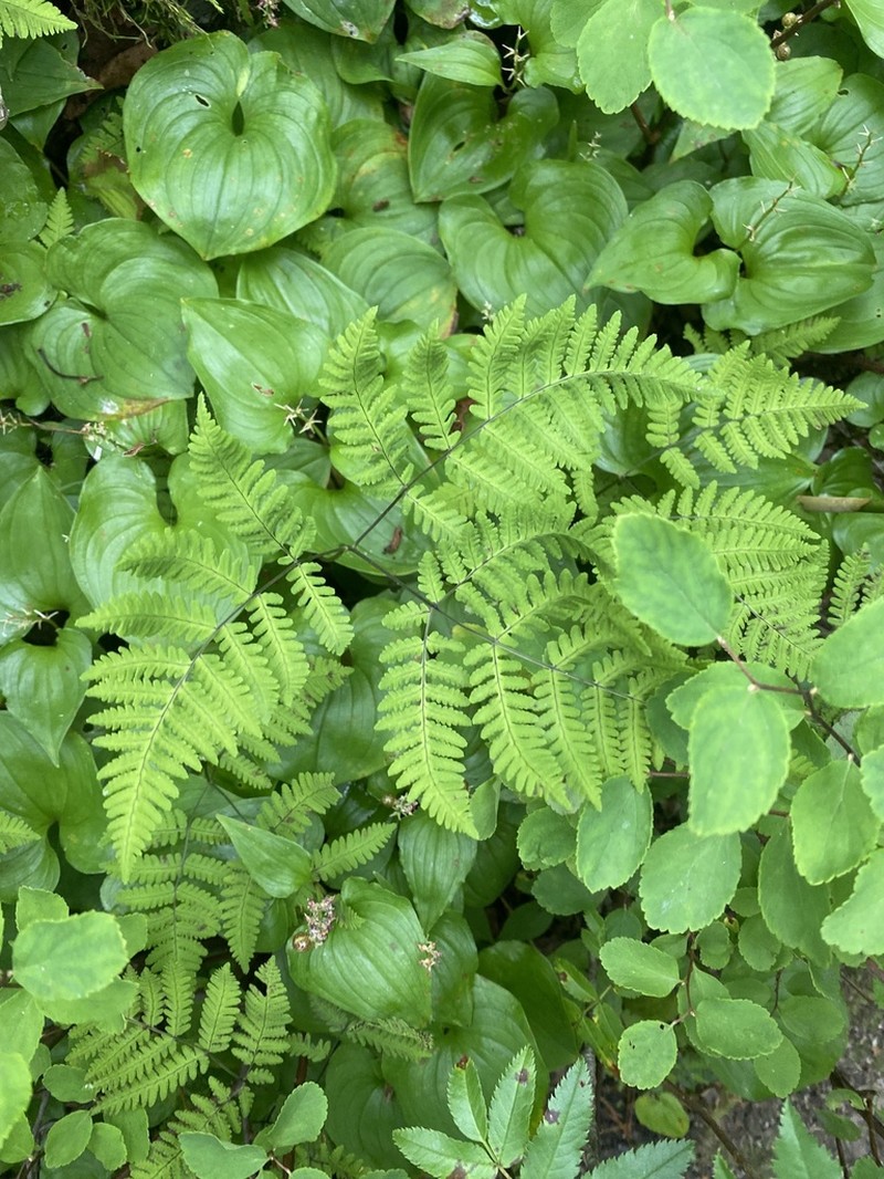 Pacific Oakfern photo 7