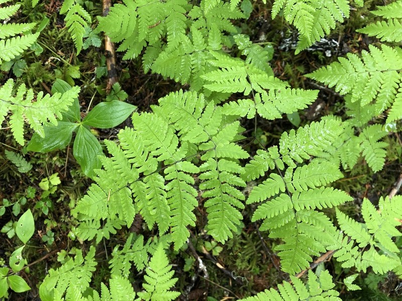 Pacific Oakfern photo 8