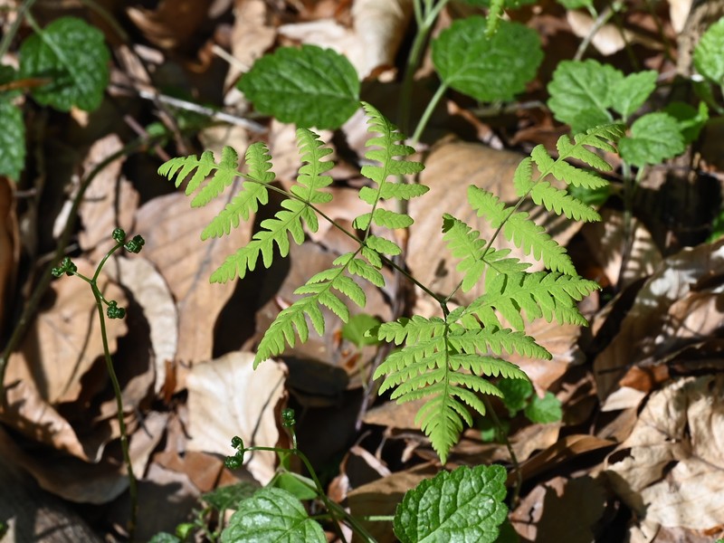 Western Oakfern photo 2