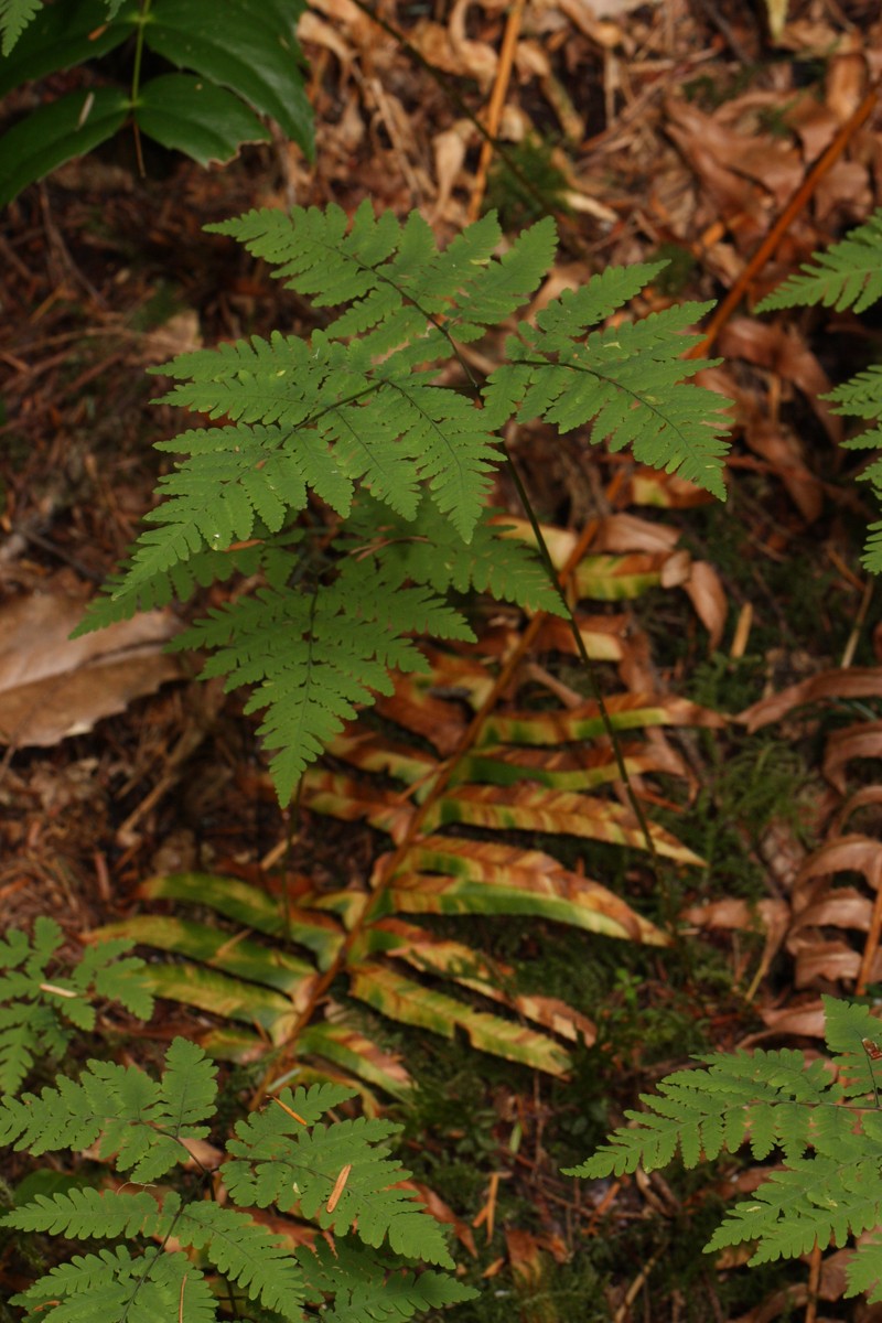Western Oakfern