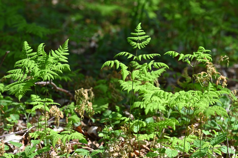 Western Oakfern photo 3