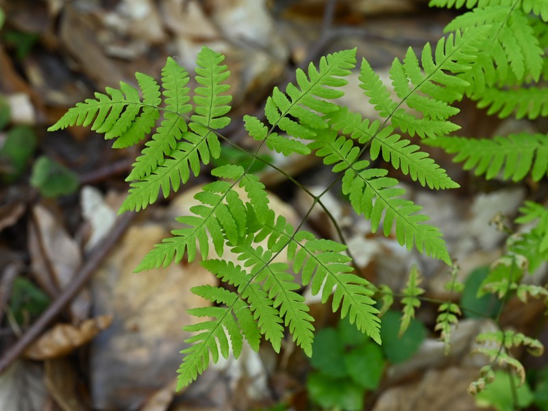 Western Oakfern photo 4