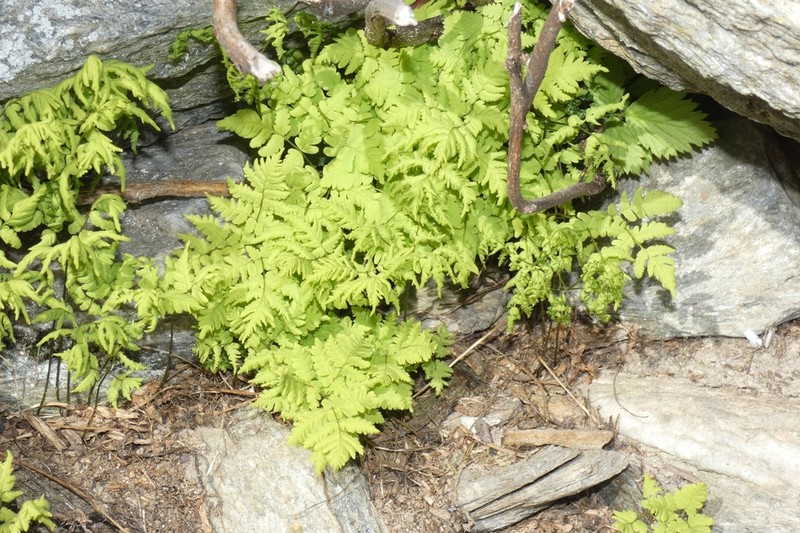 Western Oakfern
