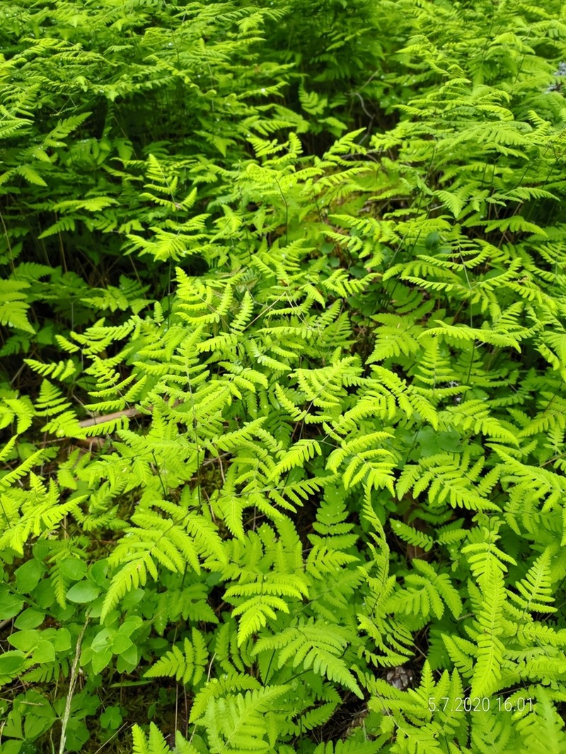 Western Oakfern photo 2
