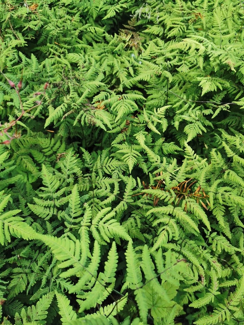 Western Oakfern photo 3