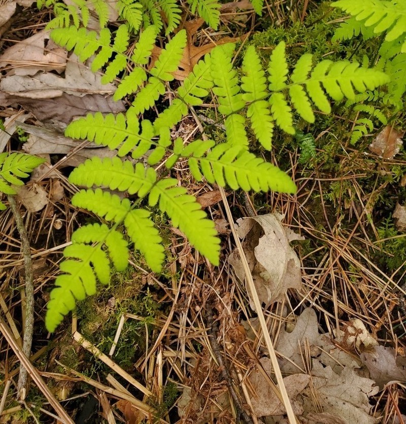 Western Oakfern photo 4