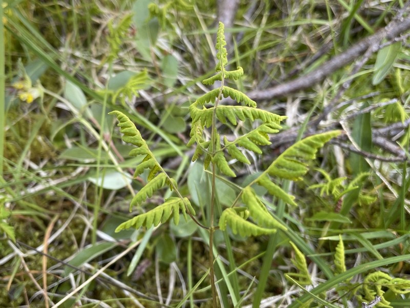 Western Oakfern photo 5