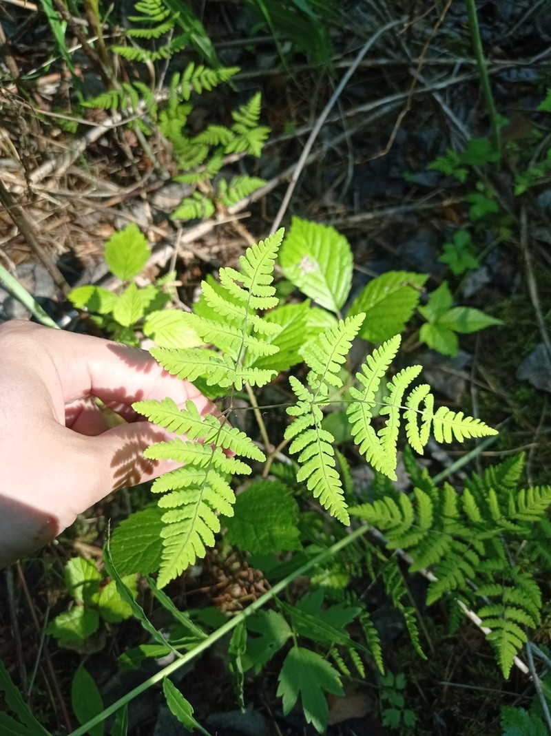 Western Oakfern photo 6
