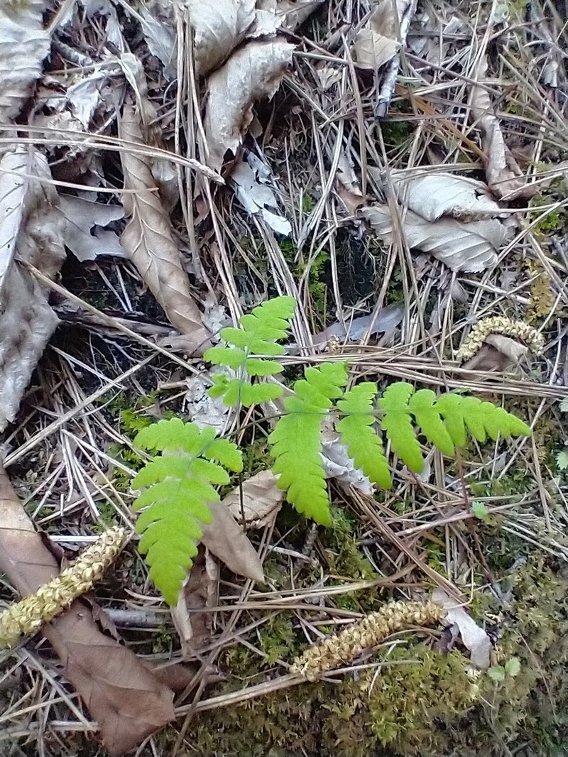 Western Oakfern photo 7