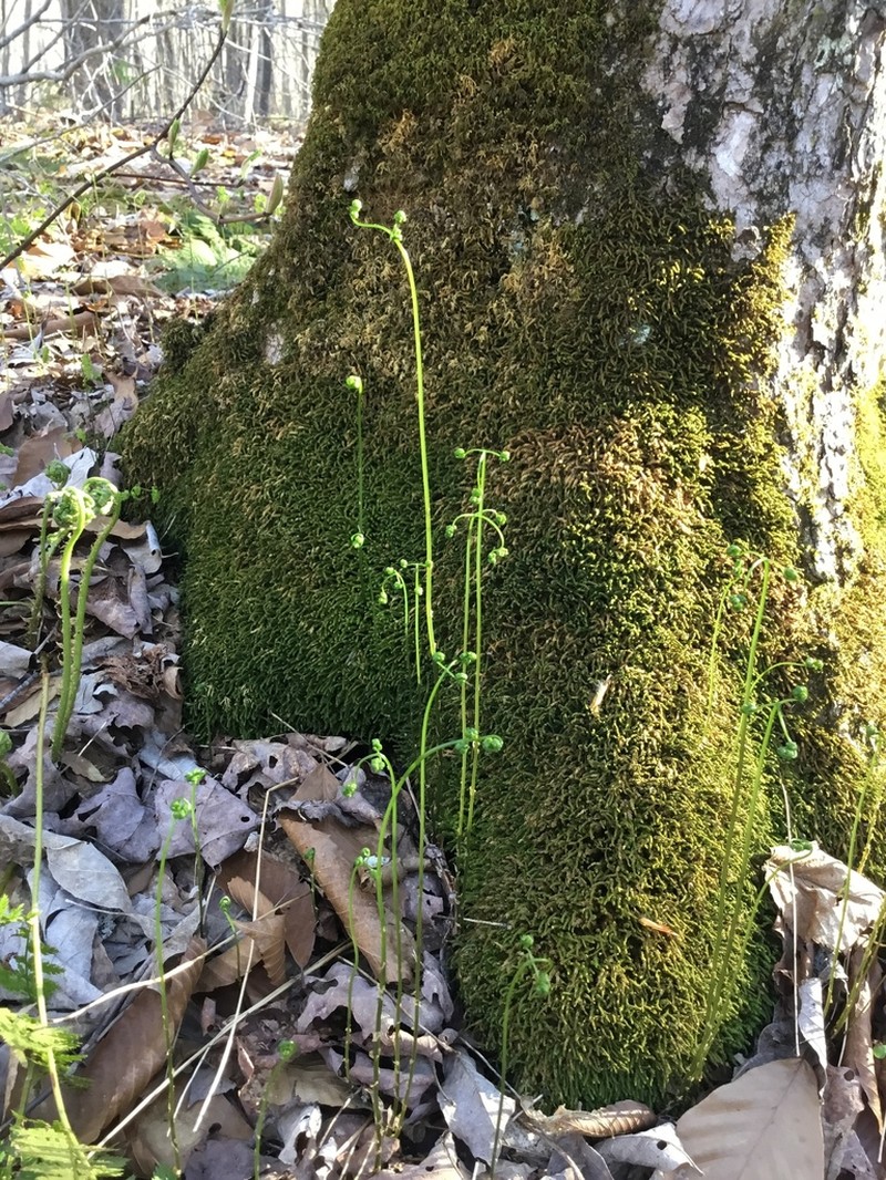 Western Oakfern photo 8
