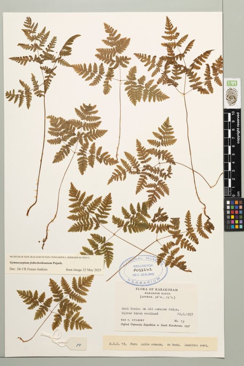 Gymnocarpium fedtschenkoanum photo 2