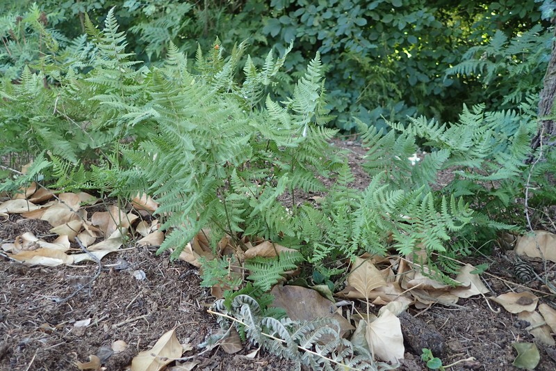 Gymnocarpium fedtschenkoanum