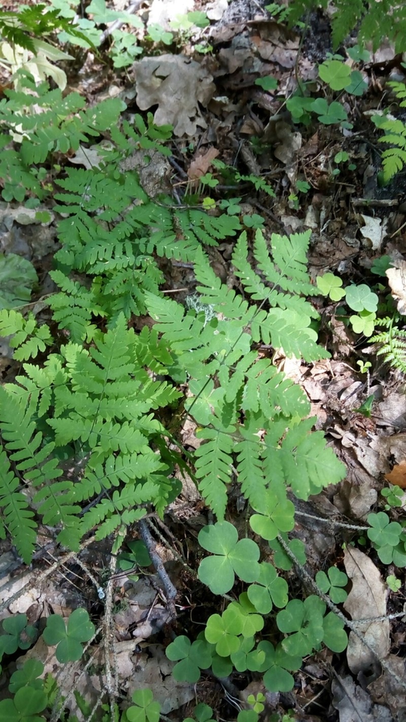 Asian Oakfern
