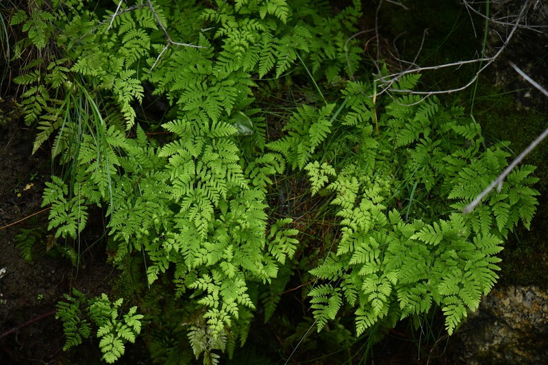 Asian Oakfern photo 2