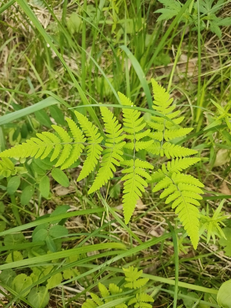 Asian Oakfern photo 3