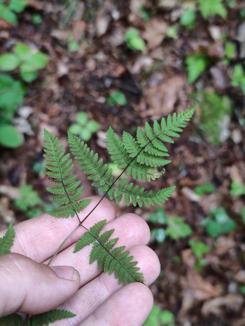 Asian Oakfern photo 4