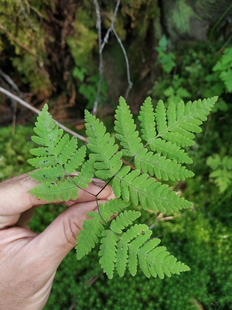 Asian Oakfern photo 5
