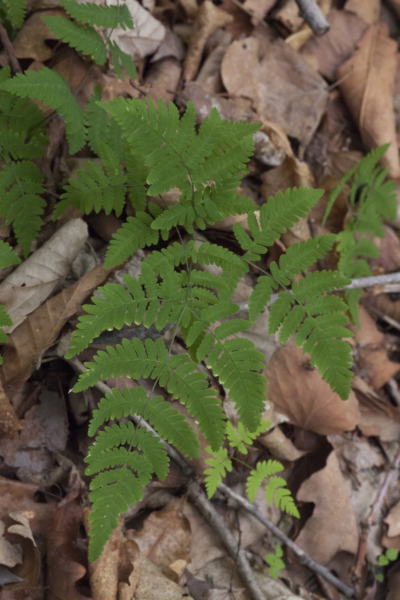 Asian Oakfern photo 6
