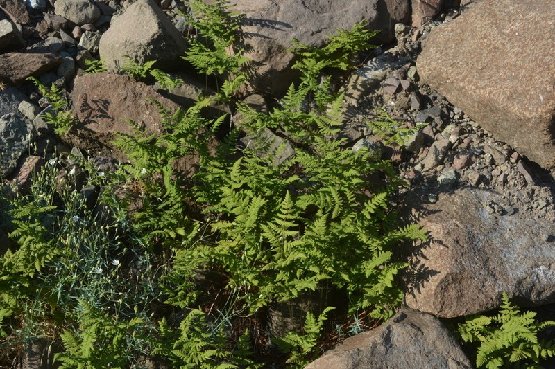 Asian Oakfern photo 7