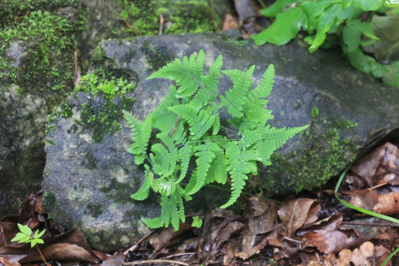 Asian Oakfern photo 8