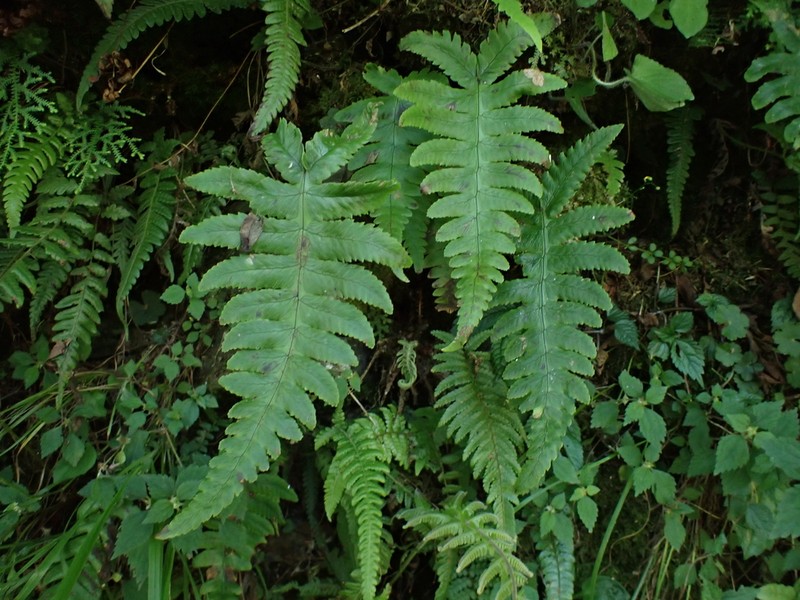 Gymnocarpium oyamense