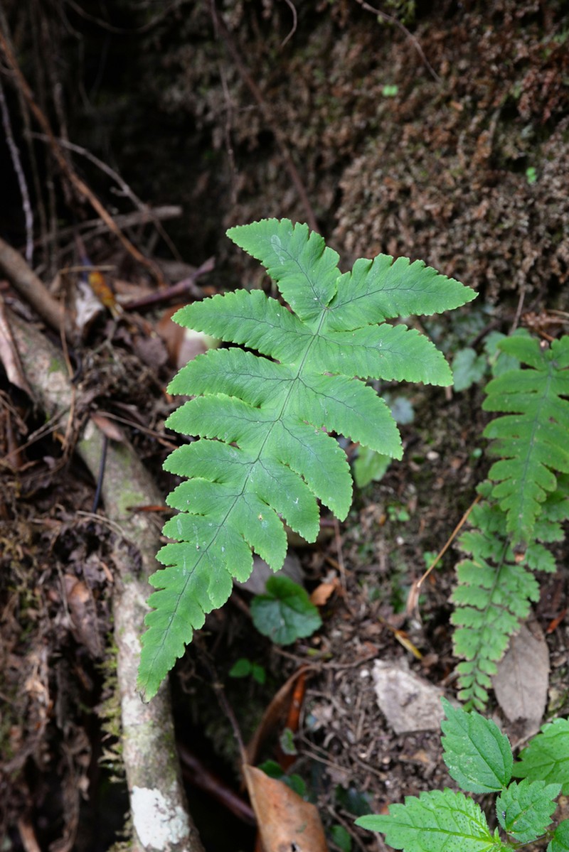 Gymnocarpium oyamense photo 2