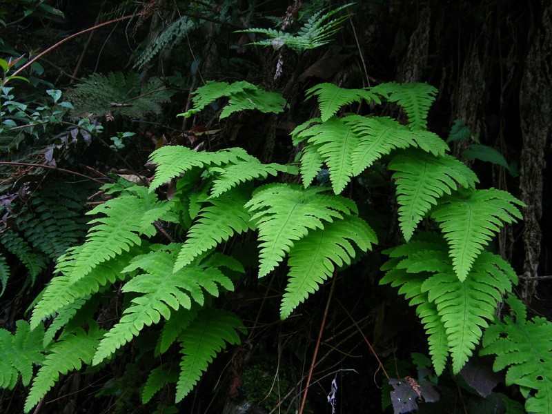 Gymnocarpium oyamense photo 3